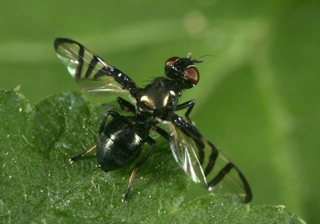 Rivellia Sp Platystomatidae