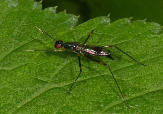 Rainieria antennaepes Micropezidae