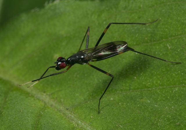 Rainieria antennaepes Micropezidae