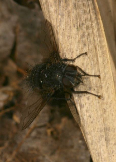   Tachinidae