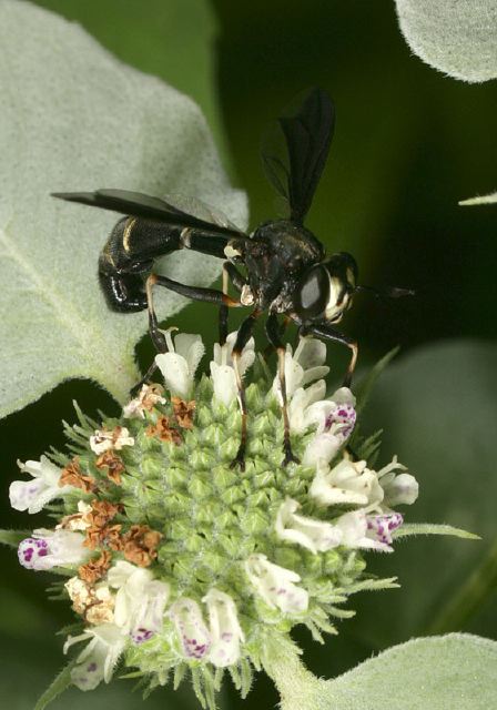 Physocephala tibialis Conopidae