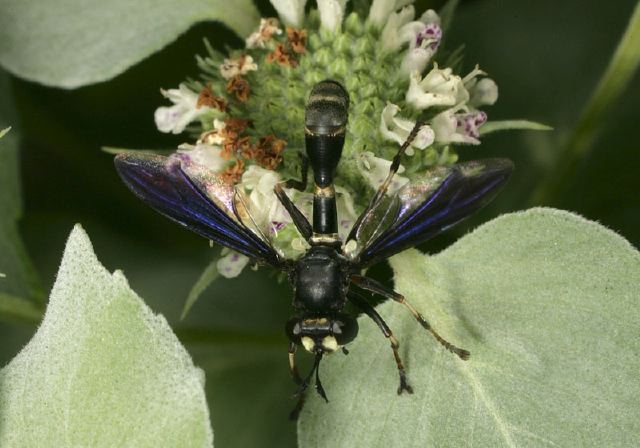 Physocephala tibialis Conopidae