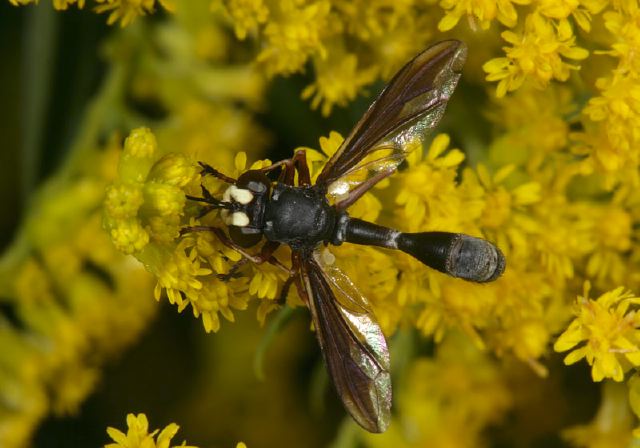 Physocephala Sp Conopidae