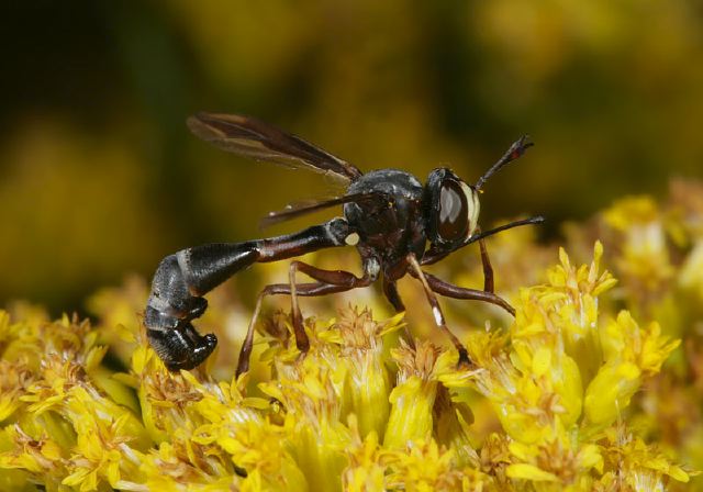 Physocephala Sp Conopidae