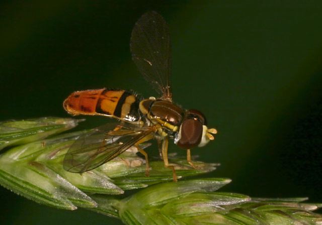 Toxomerus marginatus Syrphidae