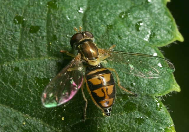 Toxomerus marginatus Syrphidae