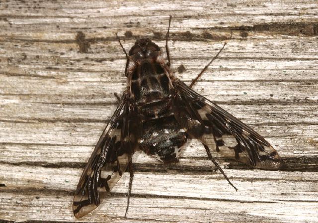 Xenox tigrinus Bombyliidae