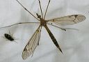 crane_fly1493