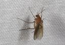 fungus_gnat5093