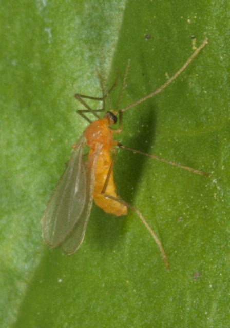   Cecidomyiidae