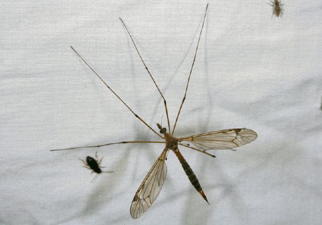   Tipulidae