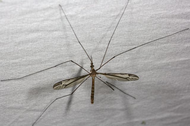 Tipula sp Tipulidae