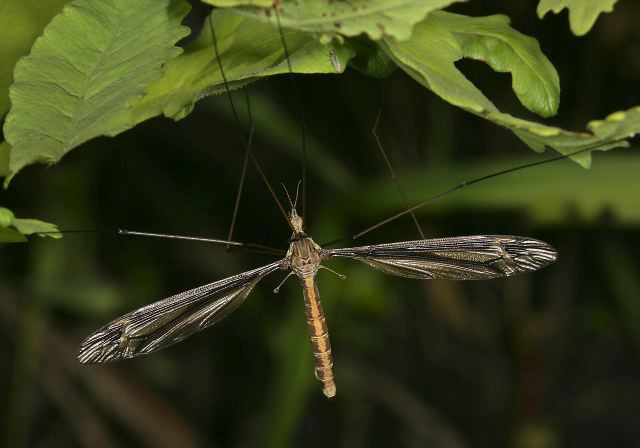 Tipula caloptera Tipulidae