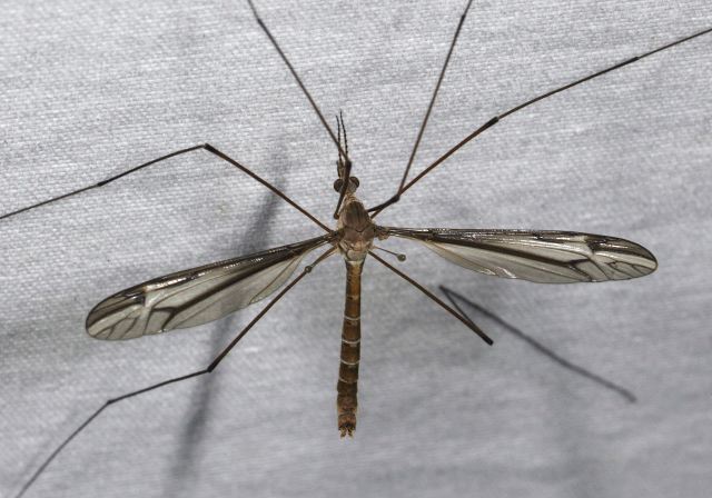 Tipula sp Tipulidae