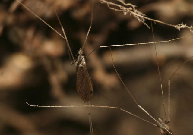 Cladura Sp Limoniidae