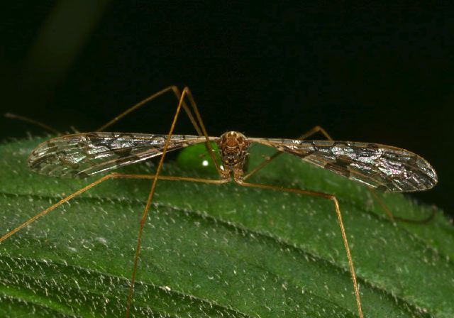 Epiphragma solatrix Limoniidae