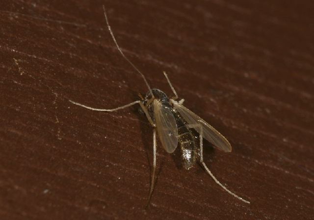   Chironomidae