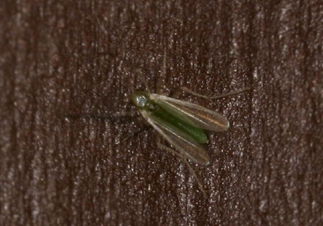 Tanytarsus Sp Chironomidae