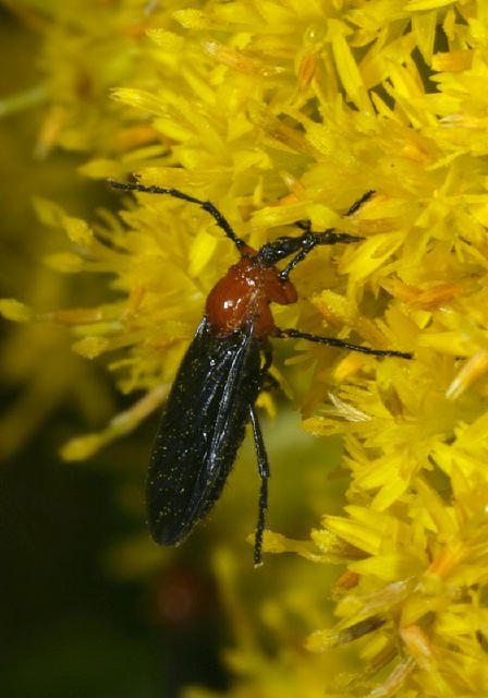 Plecia Sp Bibionidae