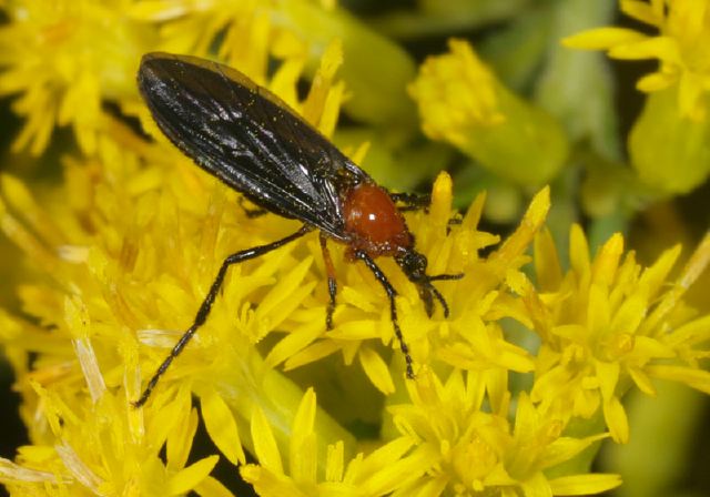 Plecia Sp Bibionidae