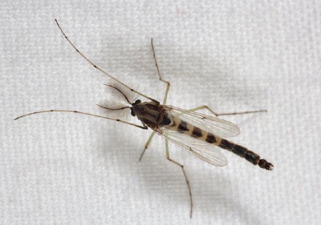   Chironomidae