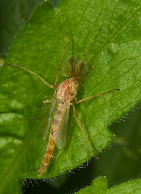   Chironomidae