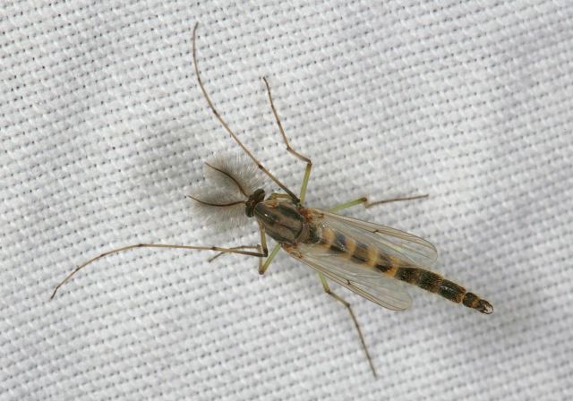   Chironomidae