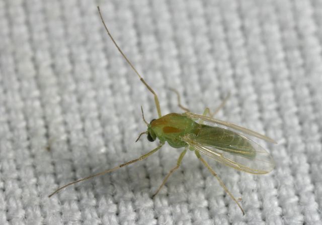   Chironomidae