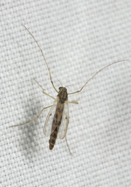   Chironomidae