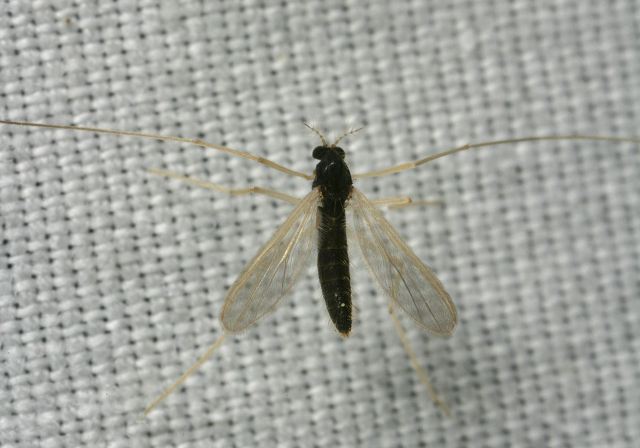   Chironomidae