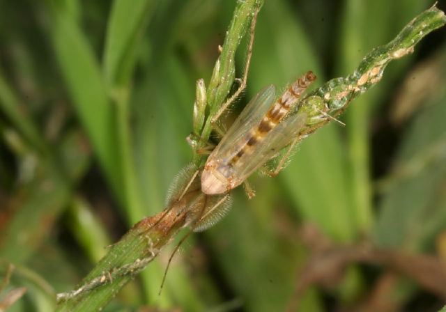   Chironomidae