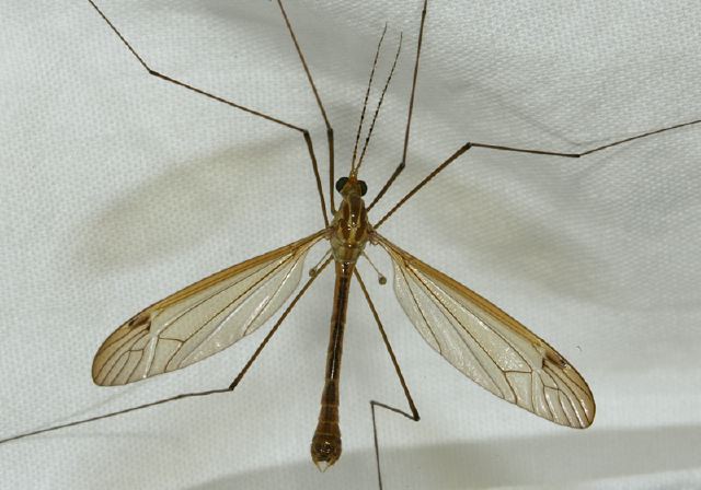 Nephrotoma ferruginea Tipulidae