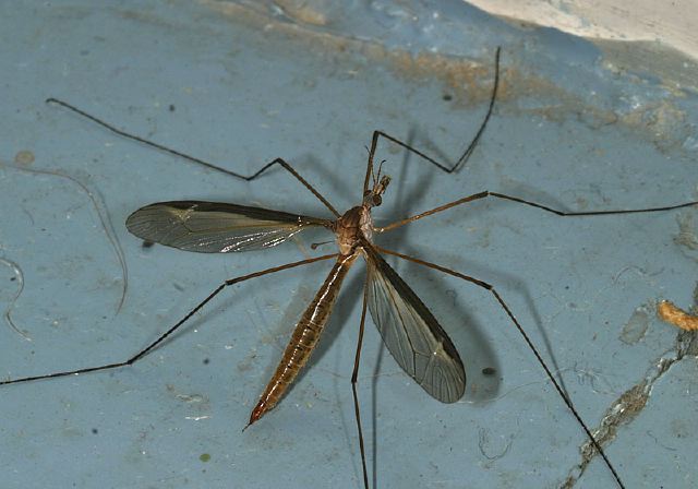 Tipula sayi Tipulidae