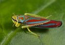 graphocephala_coccinea_9371