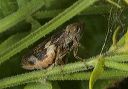 leaf_hopper4177