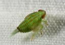 leafhopper0012