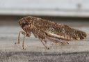 leafhopper_631