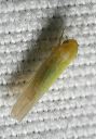 leafhopper_8776