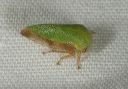 treehopper0894