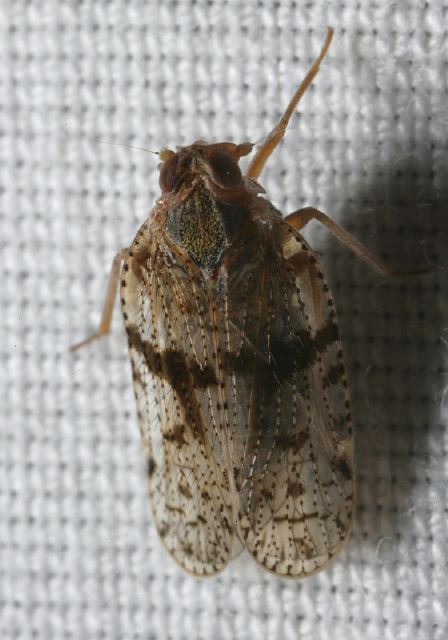 Cixius pini Cixiidae