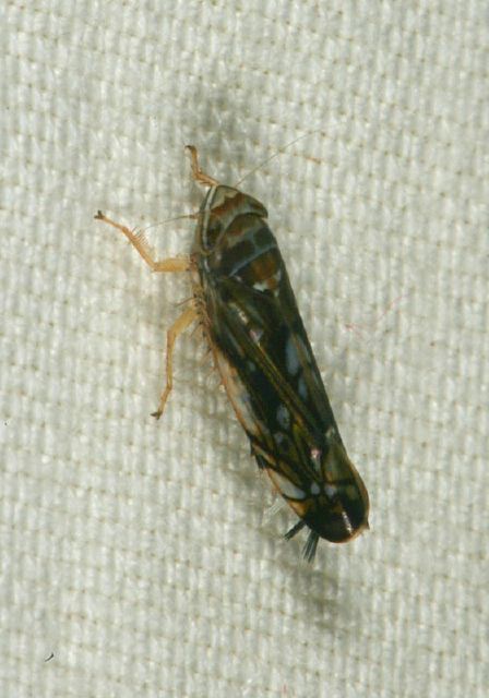 Scaphoideus sp. Cicadellidae