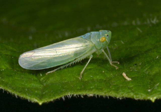 Chlorotettix sp. Cicadellidae