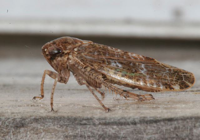 Allygus atomarius Cicadellidae