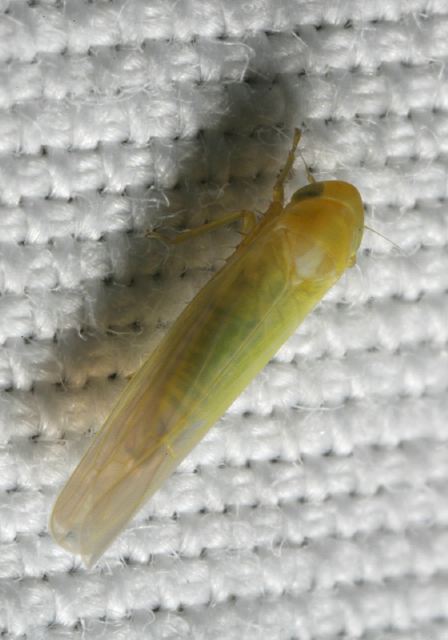 Forcipata sp. Cicadellidae