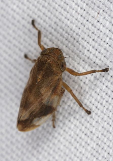 Philaenus spumarius Cercopidae