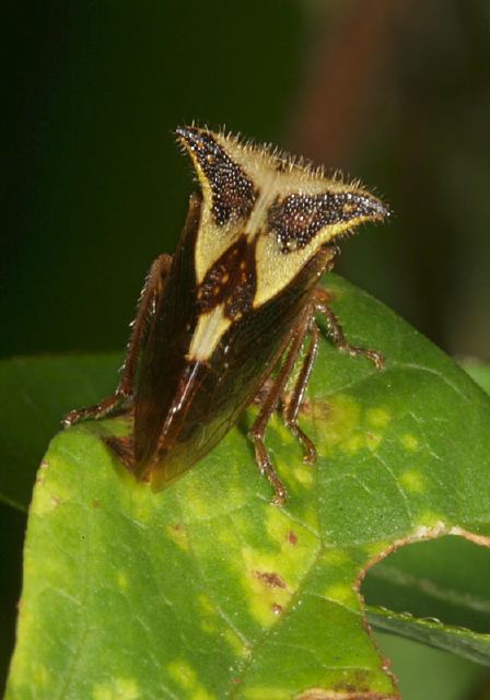 Ceresa diceros Membracidae