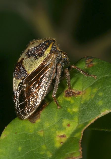 Ceresa diceros Membracidae