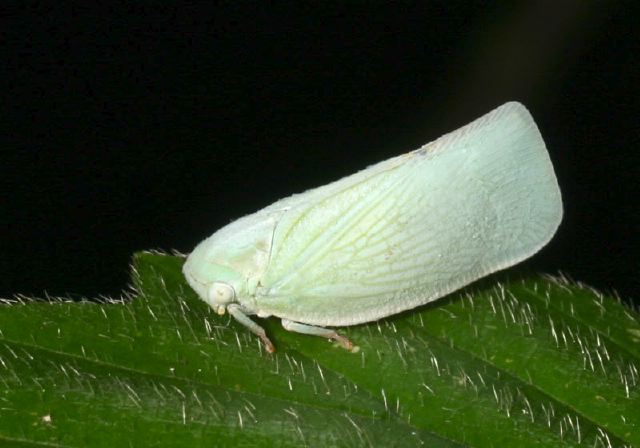 Anormenis chloris Flatidae