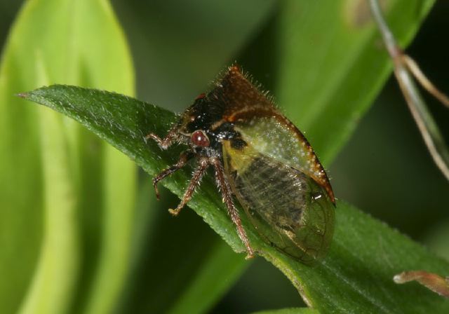 Ceresa basalis Membracidae