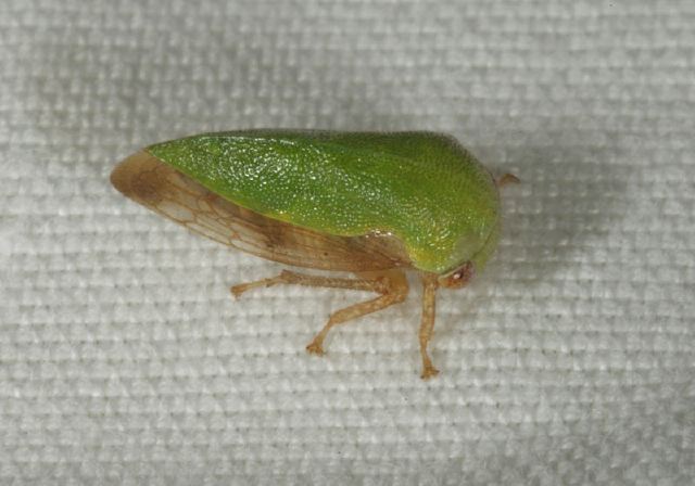   Membracidae